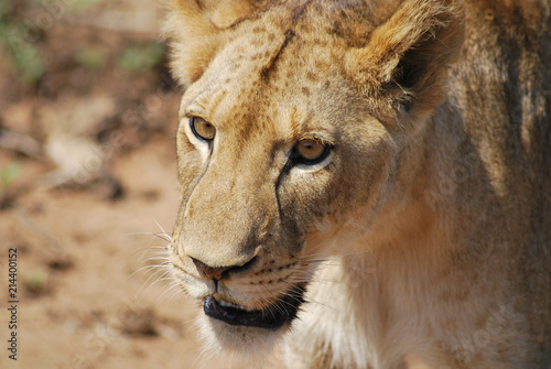 Lioness in Kapama Private Game Reserve  South Africa