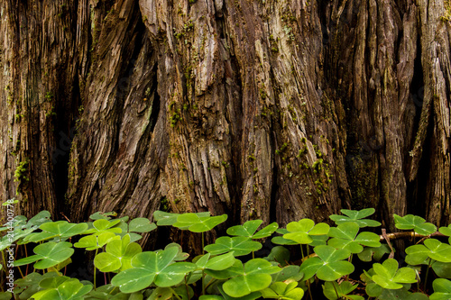 Line of redwood sorrel (Oxalis oregana) at the mossy base of a coastal redwood (Sequoia sempervirens), background photo