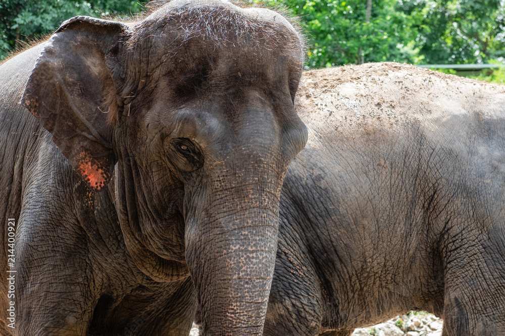 Fototapeta premium old elephant head close up