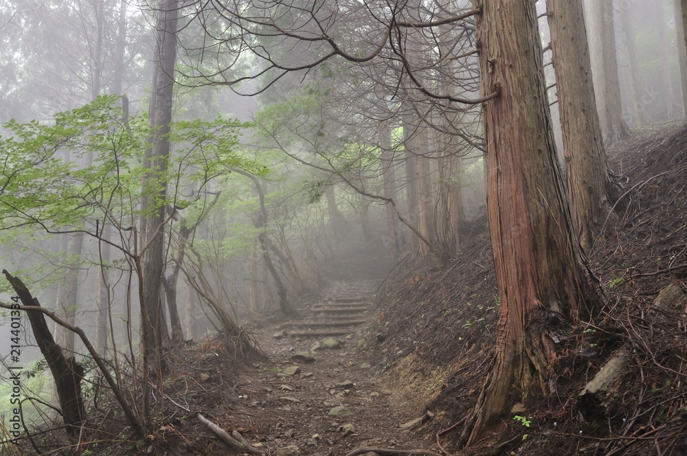 Fototapeta premium 霧の山林