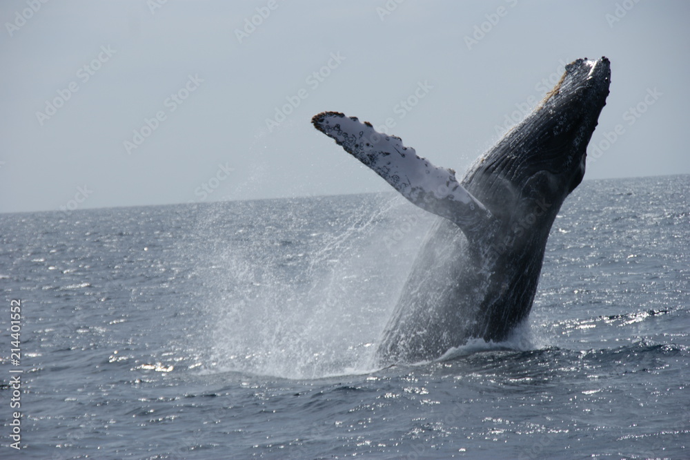Naklejka premium Breaching Whale 2