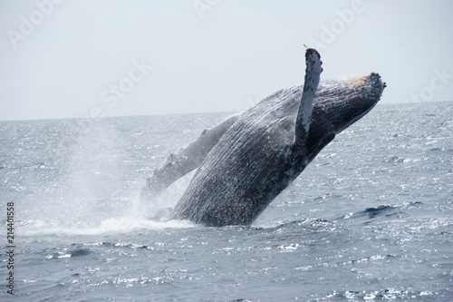 Breaching Whale © Kaela Marie