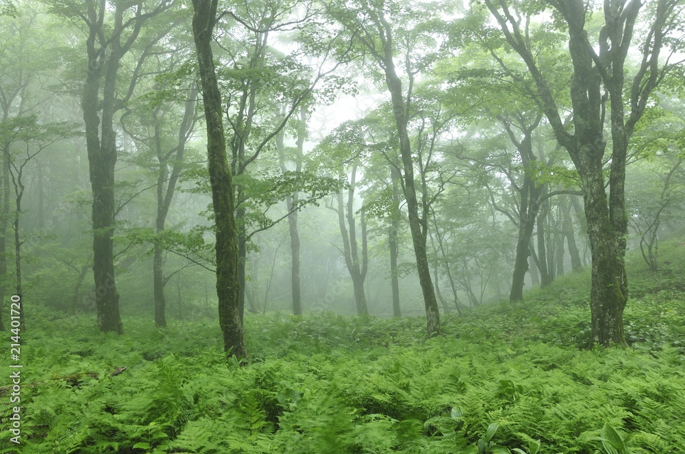 Obraz premium やまなしの森林100選 黒岳の広葉樹林