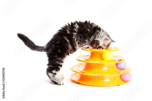 Kitty with toy for cats