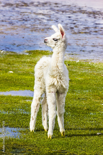 The original camel from the Andes, The Lama is an andean animal that lives in high altitudes like the Andes Altiplano photo