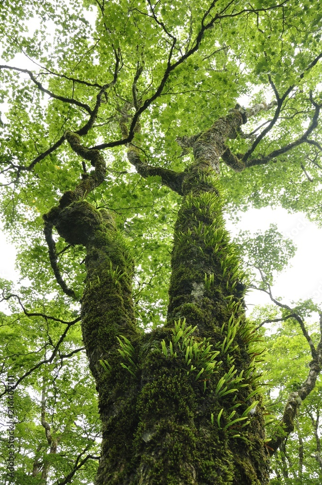 Fototapeta premium やまなしの森林100選 黒岳の広葉樹林