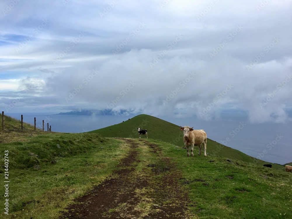 Fototapeta premium Cows in a green field