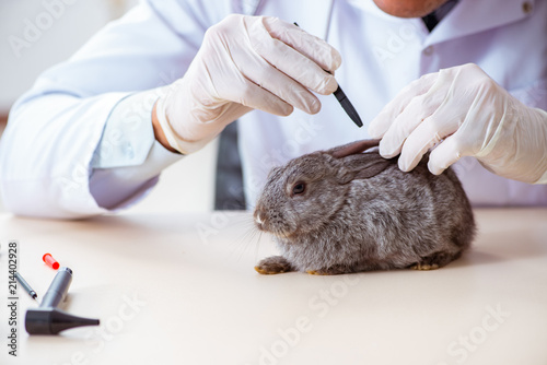 Vet doctor checking up rabbit in his clinic