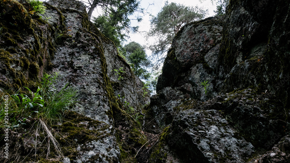 Wilderness landscape forest with pine trees and moss on rocks Wilderness landscape forest with pine trees and moss on rocks