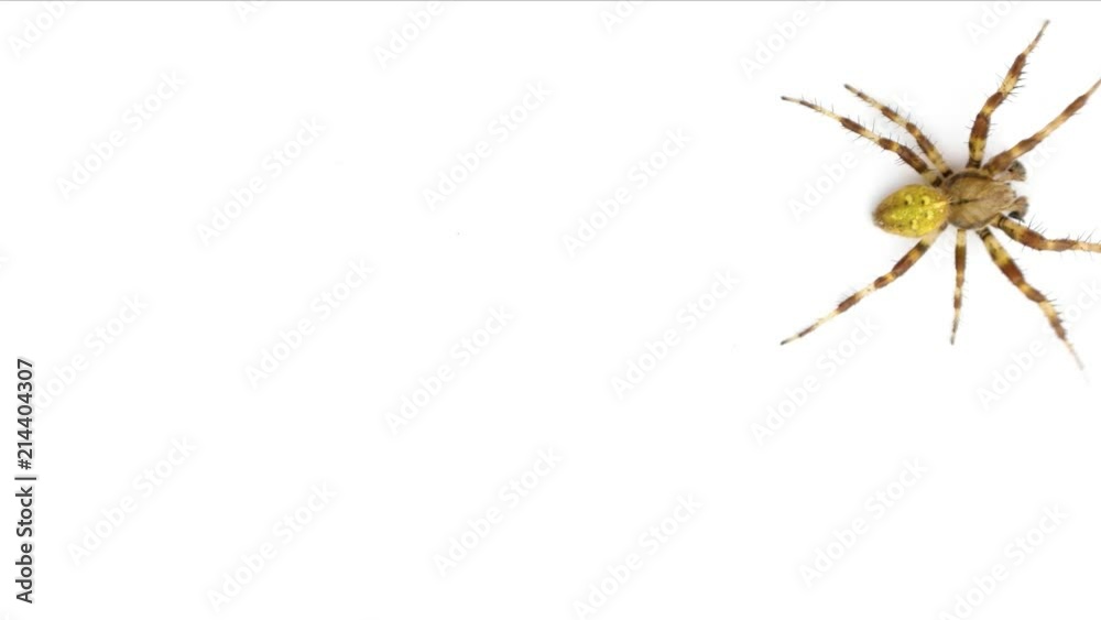 Screensaver, spider crawling on the screen isolated on a white background Screensaver, spider crawling on the screen isolated on a white background