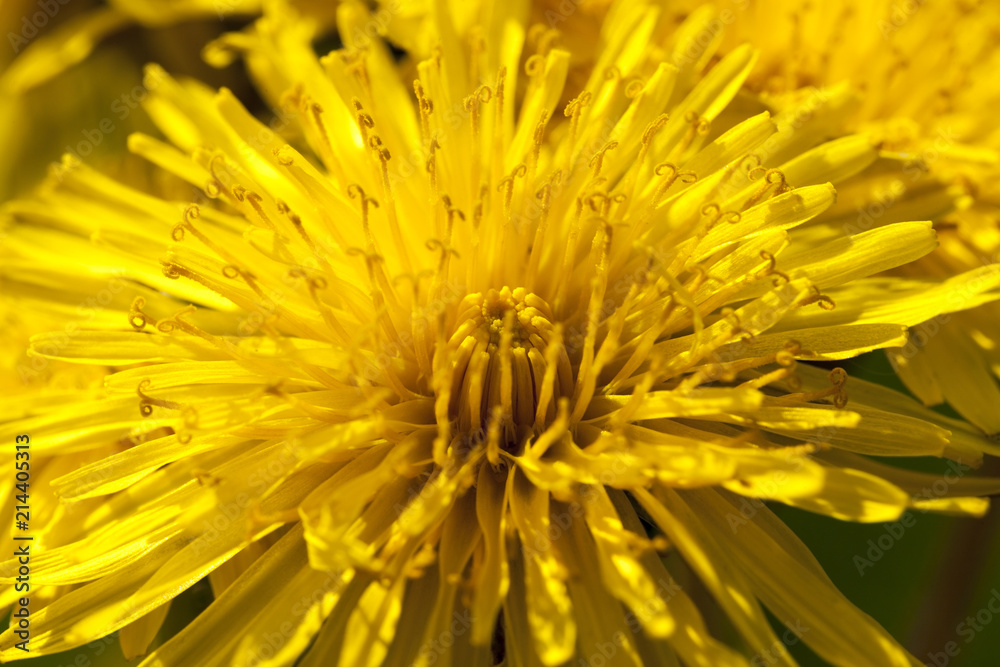 one yellow dandelions one yellow dandelions