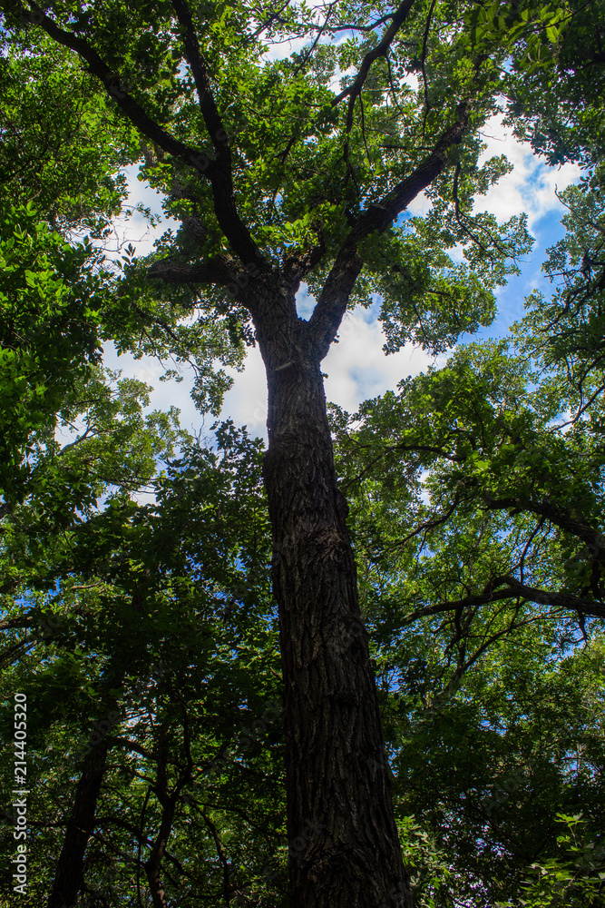 Fototapeta premium Tree in the forest