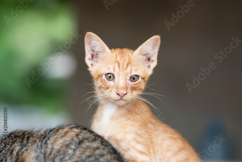 Portrait of ginger kitten looking at camera, pet at home