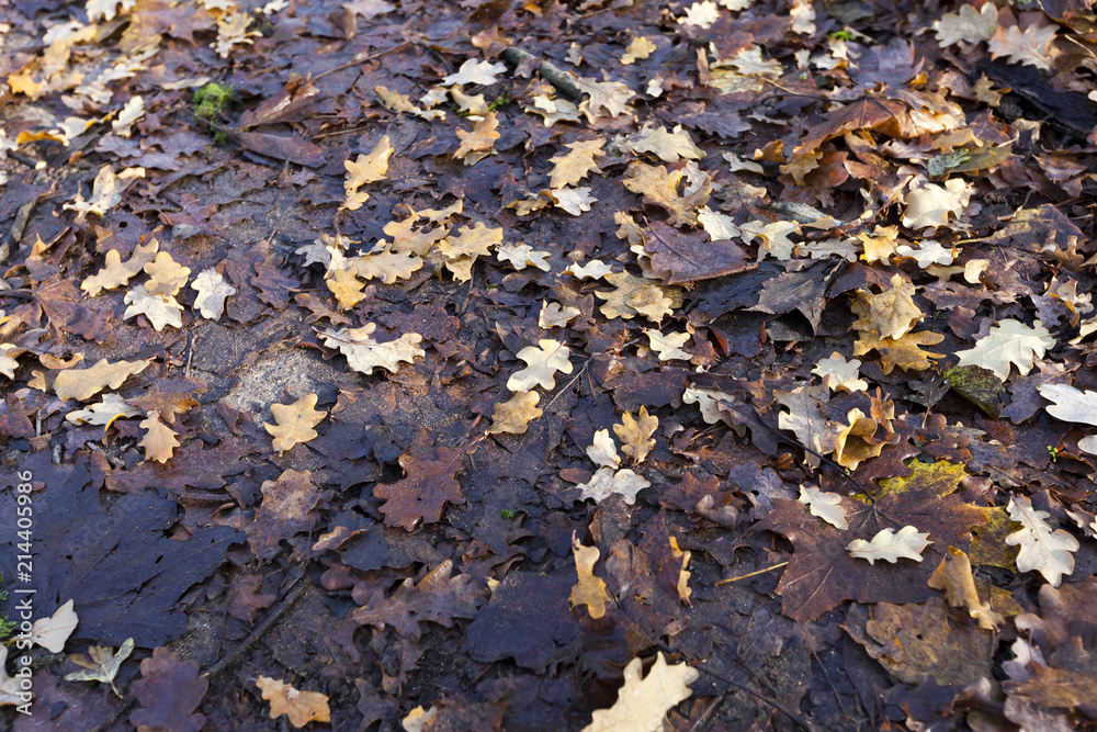 fallen in autumn fallen in autumn
