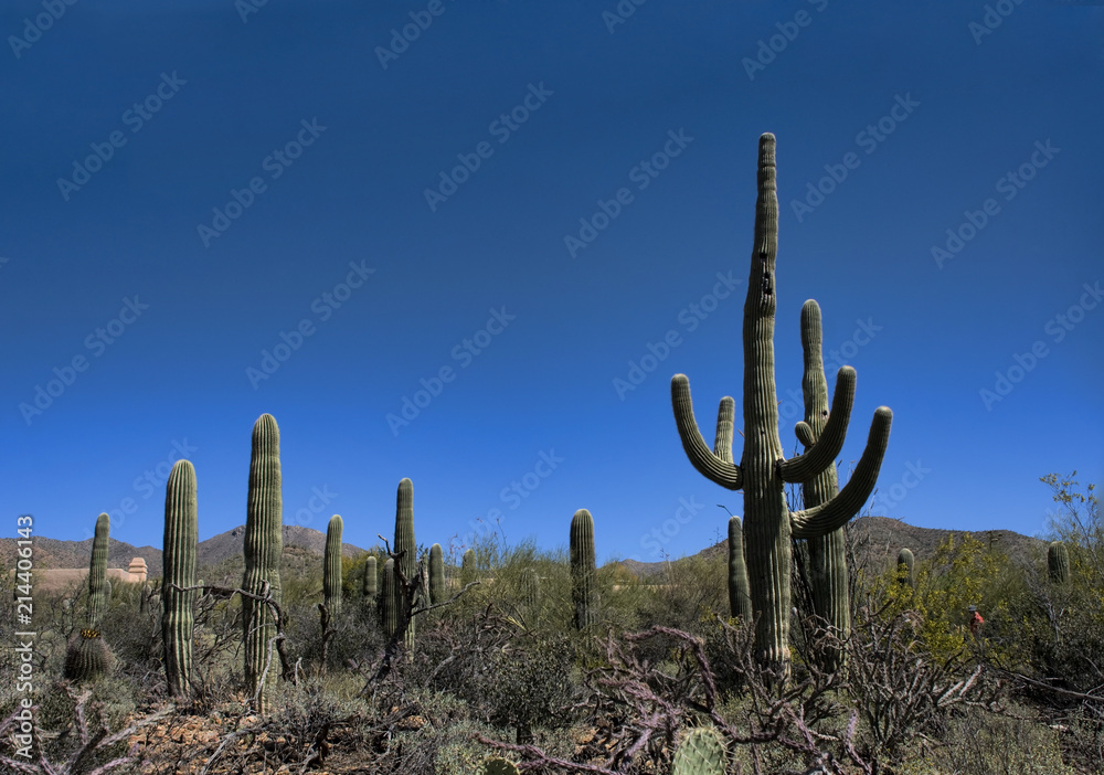 Tall Saguaro Cactus Growing Against the Bright Blue Sky