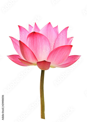  Lotus flower on white background