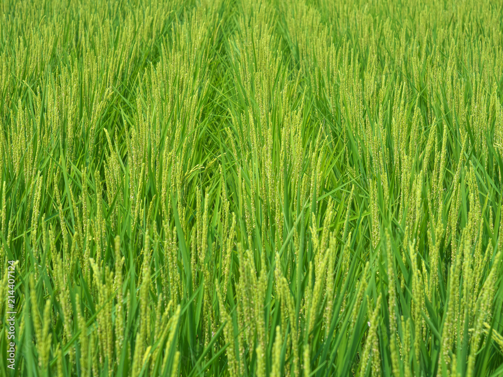 田んぼ一面に広がる稲の花 田んぼ一面に広がる稲の花