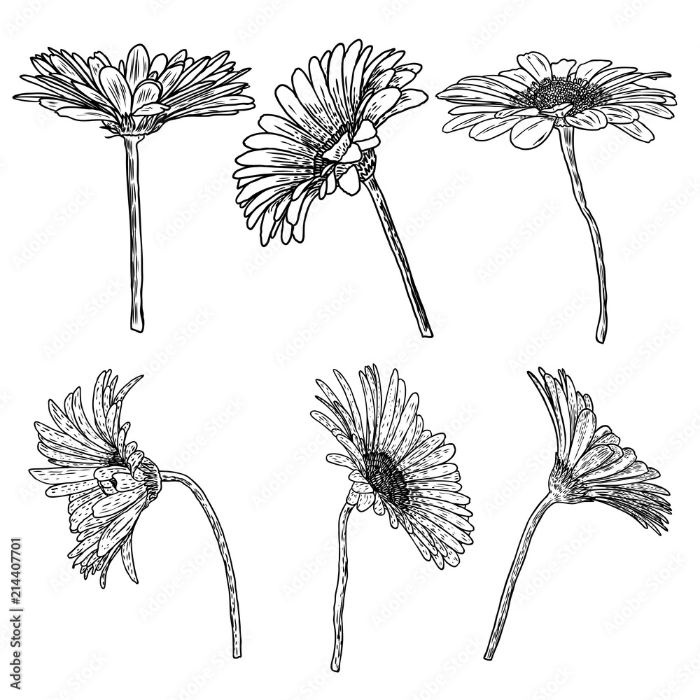 Daisy floral botany set sketch. Daisy flower drawings. Black and white ...