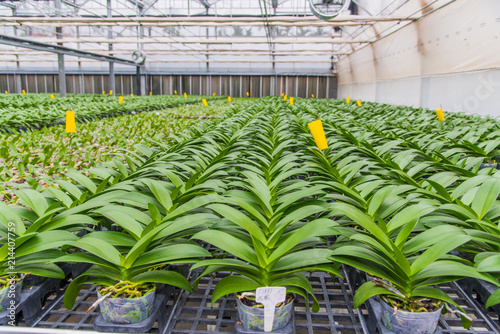 Orchid flowers growing in the greenhouse