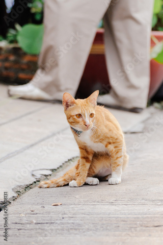 Fototapeta Naklejka Na Ścianę i Meble -  Orange cat is sitting on walk path in the morning