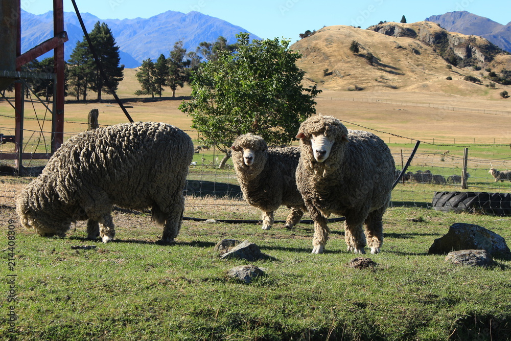 Obraz premium warm sheep