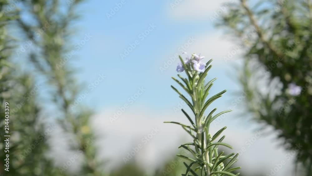 ローズマリーの花 青空
ローズマリーの花 青空