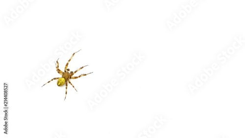 Logo spider crawls on the screen isolated on a white background