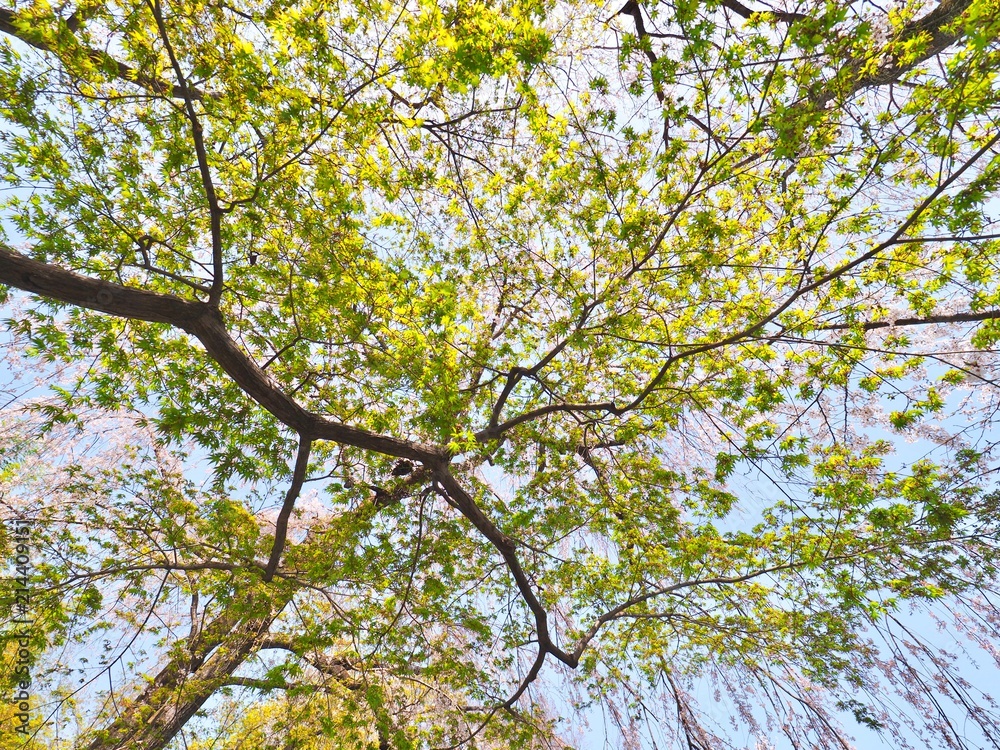 Fototapeta premium OLYMPUS DIGITAL CAMERA