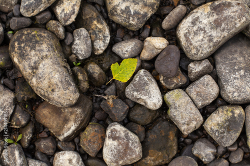 River Rocks with Green and Yellow Leaf