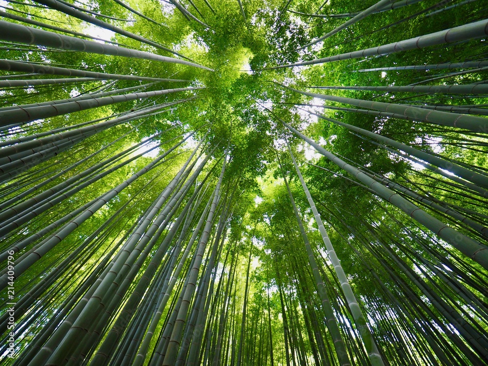 Bamboo Forest - Kamakura, Kanagawa, Japan Bamboo Forest - Kamakura, Kanagawa, Japan