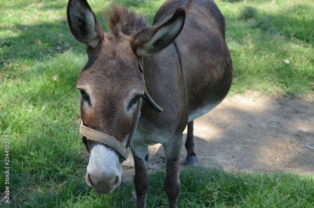 donkey wearing a bridle