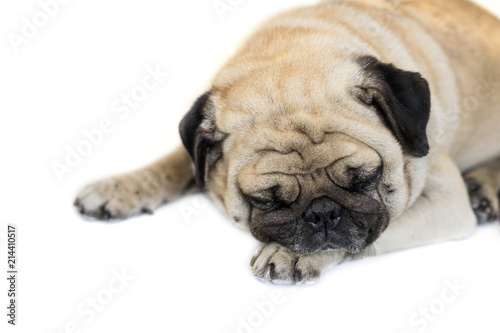 Foto Pug dog isolated on white background