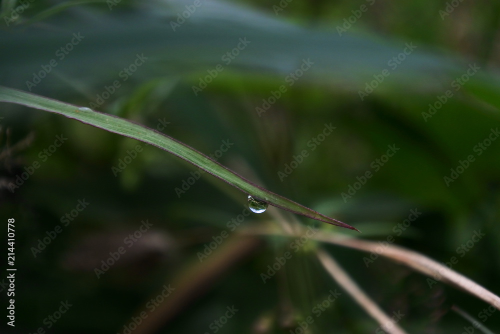 dew grains in the grass dew grains in the grass