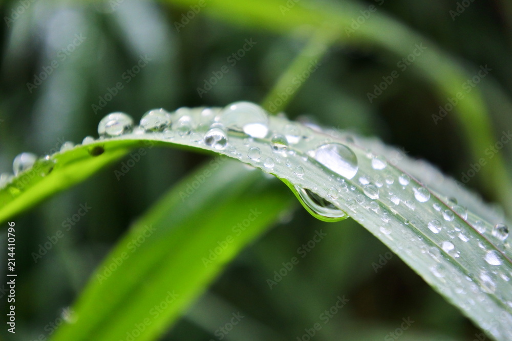 dew grains in the grass dew grains in the grass