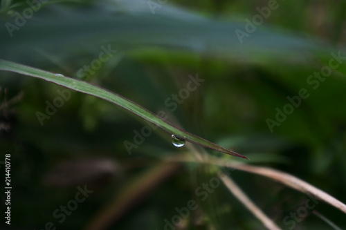 dew grains in the grass