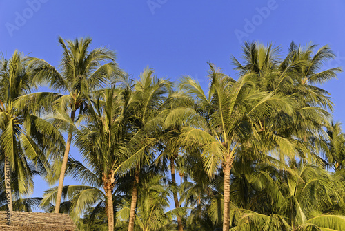 Palmen, Bungalowanlage, Ngapali-Beach, Ngapali, Thandwe, Rakhine-Staat, Myanmar, Asien