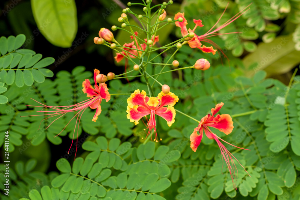 A close image of pink and yellow phoenix flowers A close image of pink and yellow phoenix flowers
