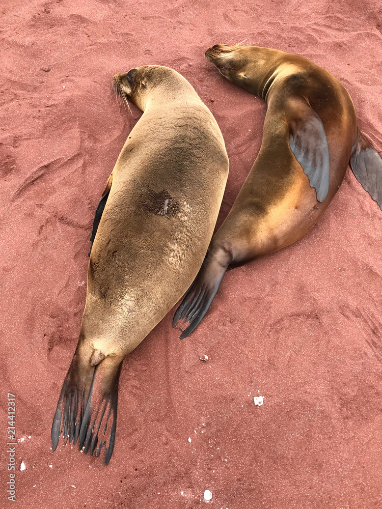 Naklejka premium Sea lions on red sand beach, Rabida Island, Galapagos