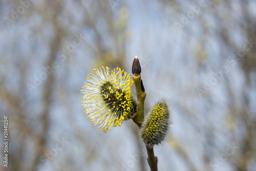 Flowering willow (buds blossomed) in April photo