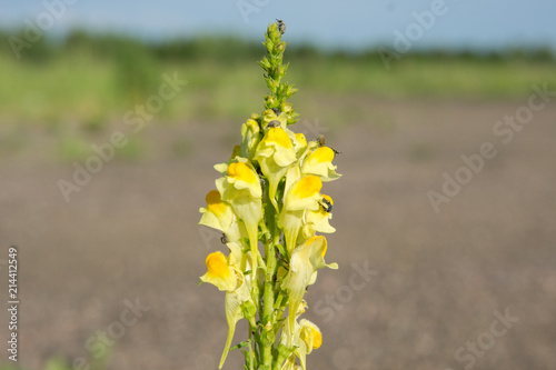 Snapdragon with beetles on flowers.