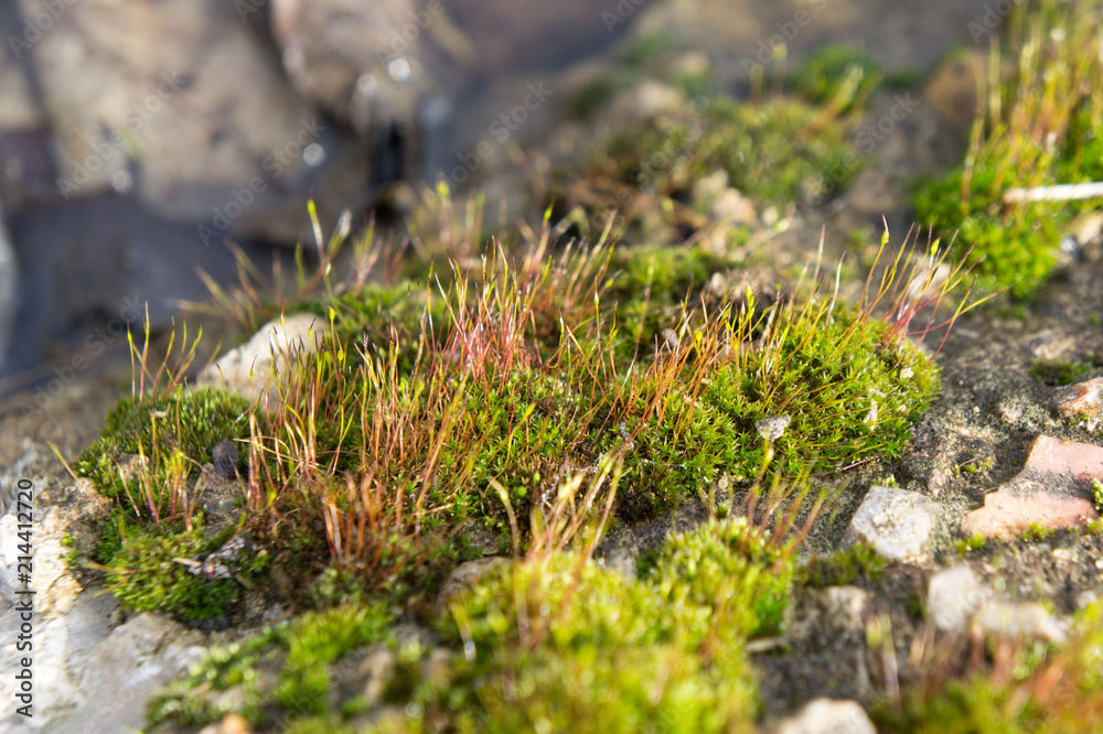 Flowering moss near the puddle in April Flowering moss near the puddle in April