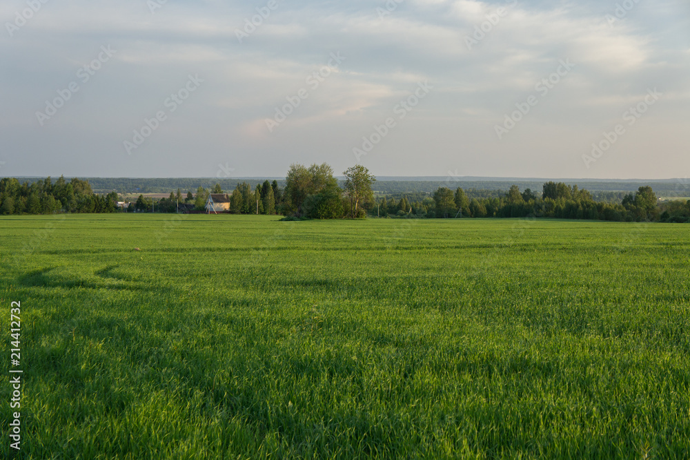 Oat field at sunset of the spring sun.