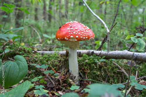 Mushroom fly agaric in the forest.