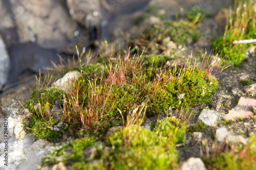 Flowering moss near the puddle in April