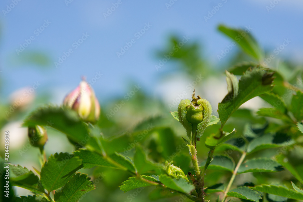 Two green caterpillars eat a rose hip bud. Two green caterpillars eat a rose hip bud.