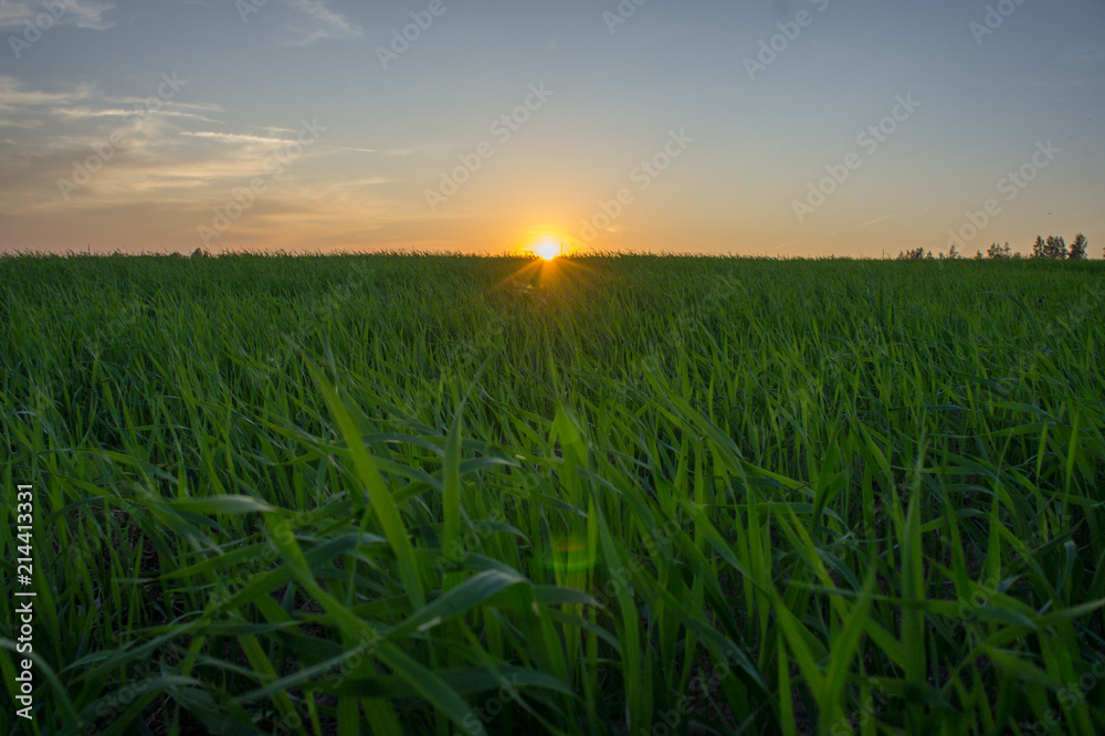 Oat field at sunset.