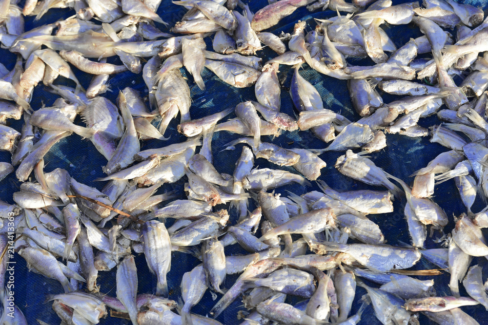 Zum Trocknen ausgelegte Fische, Strand des Fischerdorfes Ngapali, Thandwe, Rakhine-Staat, Myanmar, Asien