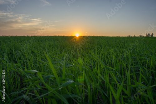 Oat field at sunset.