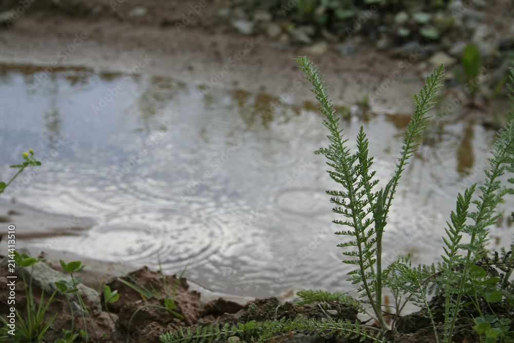 Fototapeta premium fern under dodem