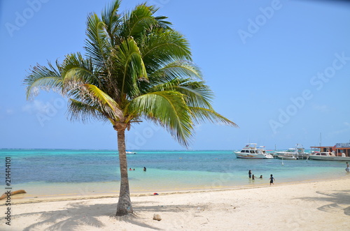 Coconut Tree and Beach